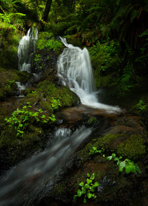Verdant Oasis