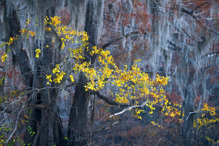 Beauty of the Bayou